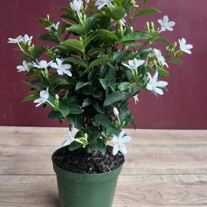 Asian Snow Jasmine Live Plant in 6