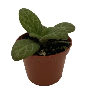 Asian Violet Primulina Live Plant - 2.5" Pot - Indoor Flowering Plant - Image 2