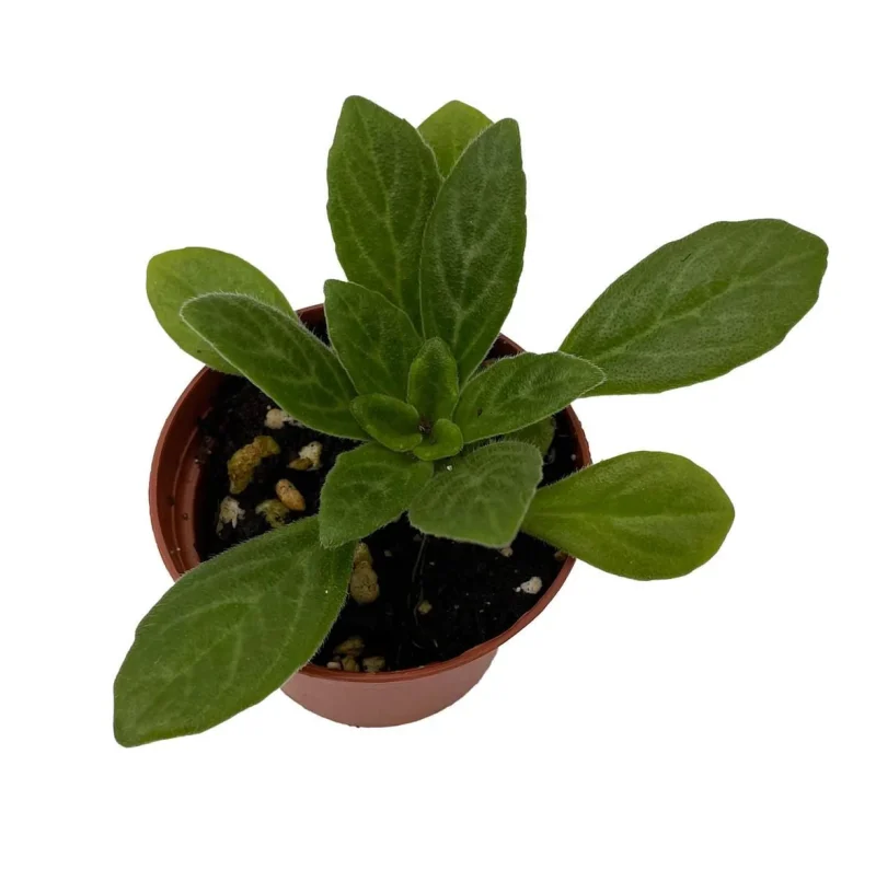 Asian Violet Primulina Live Plant - 2.5 inch Pot Houseplant