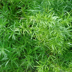 Asparagus Fern Live Plant - Sprengeri - 4 inch Pot - Indoor/Outdoor Houseplant - Image 3