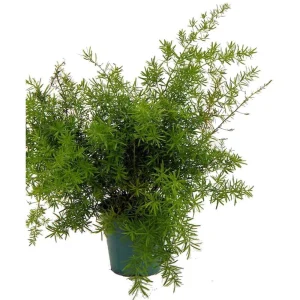 Asparagus Fern Live Plant - Sprengeri - 4 inch Pot - Indoor/Outdoor Houseplant - Image 1