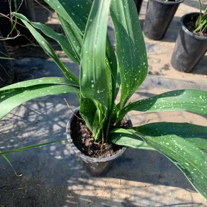 Aspidistra Elatior 'Milky Way' Live Plant - Cast Iron Plant, 6 inch Pot, 1 ft Tall - Image 2