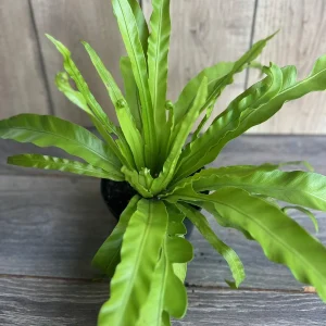 Asplenium Bird Nest Fern Live Plant – 6 inch Pot – Indoor Houseplant - Image 2