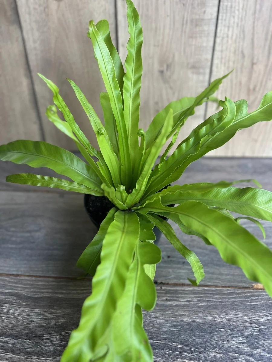 Asplenium Bird Nest Fern Live Plant – 6 inch Pot – Indoor Houseplant - Image 2