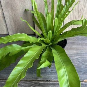 Asplenium Bird Nest Fern Live Plant – 6 inch Pot – Indoor Houseplant - Image 3