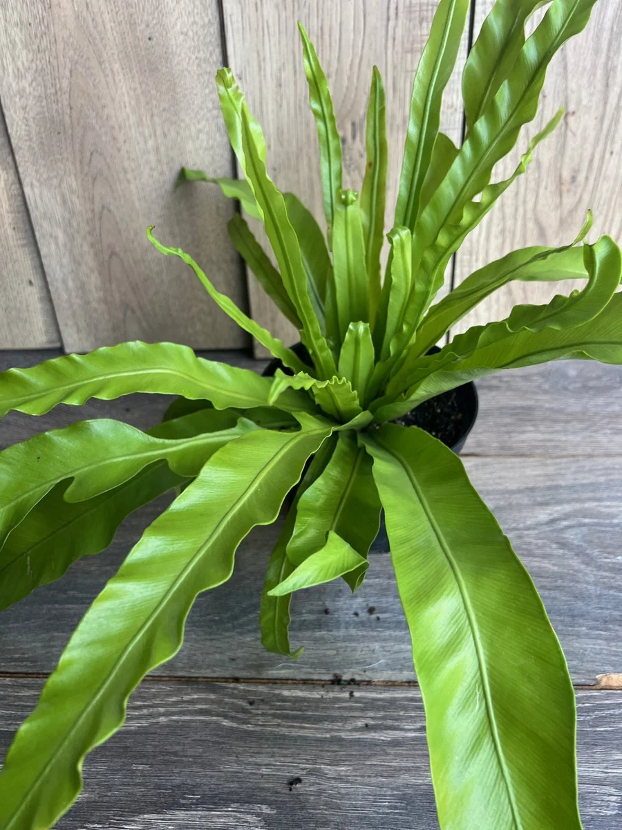 Asplenium Bird Nest Fern Live Plant – 6 inch Pot – Indoor Houseplant - Image 3