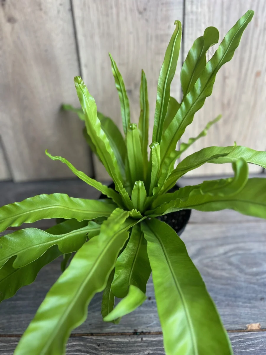 Asplenium Bird Nest Fern Live Plant – 6 inch Pot – Indoor Houseplant - Image 4