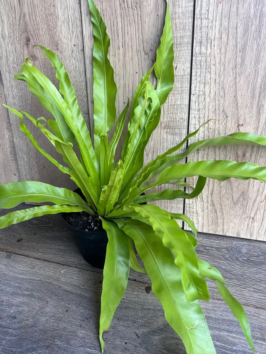 Asplenium Bird Nest Fern Live Plant – 6 inch Pot – Indoor Houseplant - Image 5