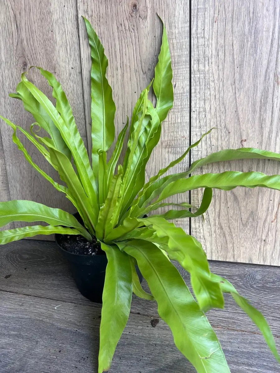 Asplenium Bird Nest Fern Live Plant – 6 inch Pot – Indoor Houseplant - Image 6