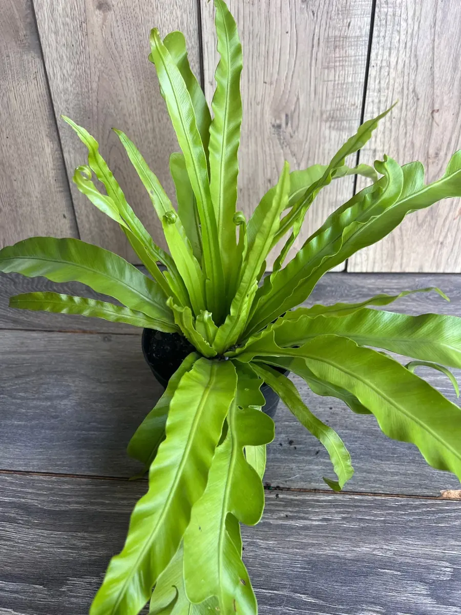 Asplenium Bird Nest Fern Live Plant – 6 inch Pot – Indoor Houseplant - Image 1