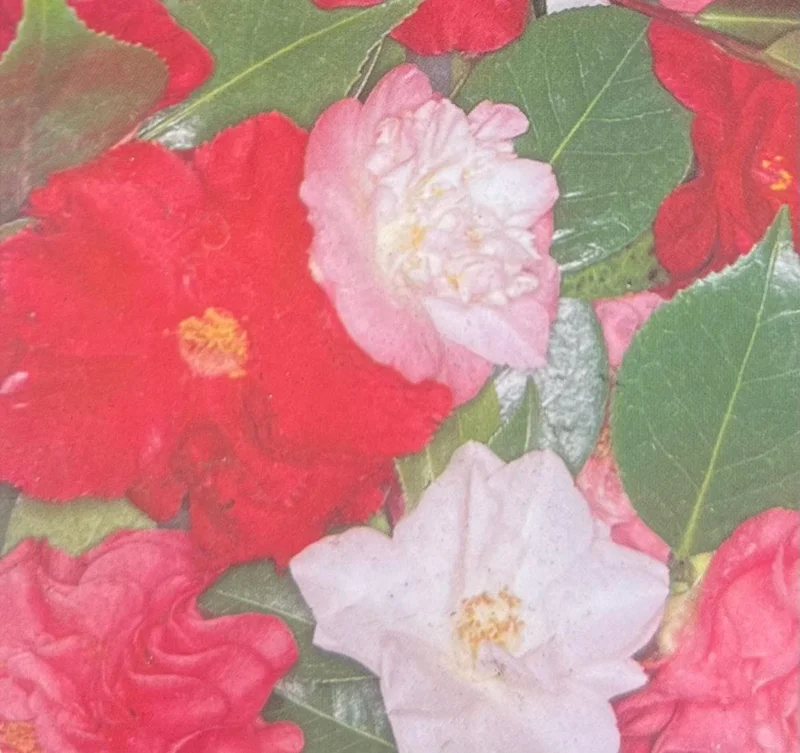 Assorted Camellia Live Plant – 1-2 ft Tall – 1 Gallon Pot – Outdoor Shrub - Image 1