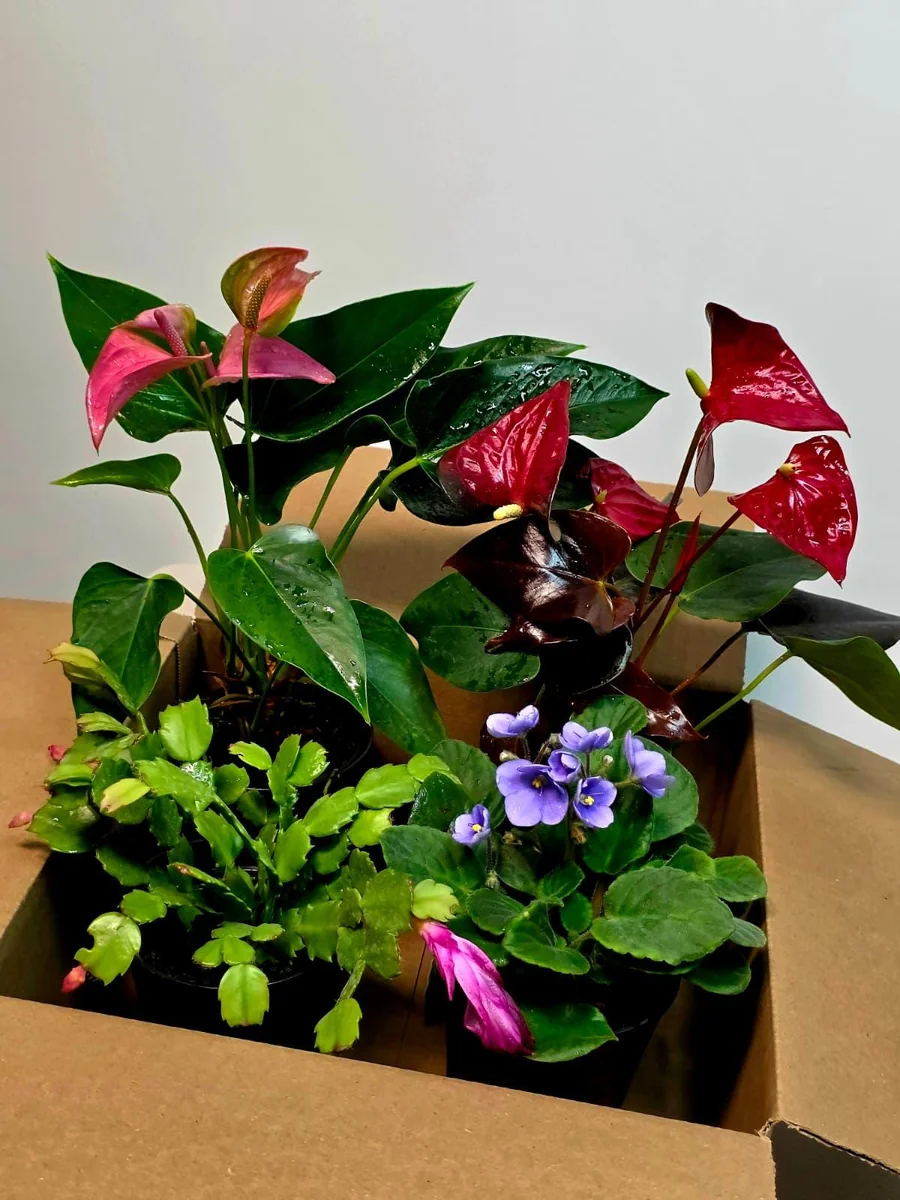 Assorted Indoor Flowering Plant Collection - Set of 4 Live Plants in 4 inch Pots - Image 2