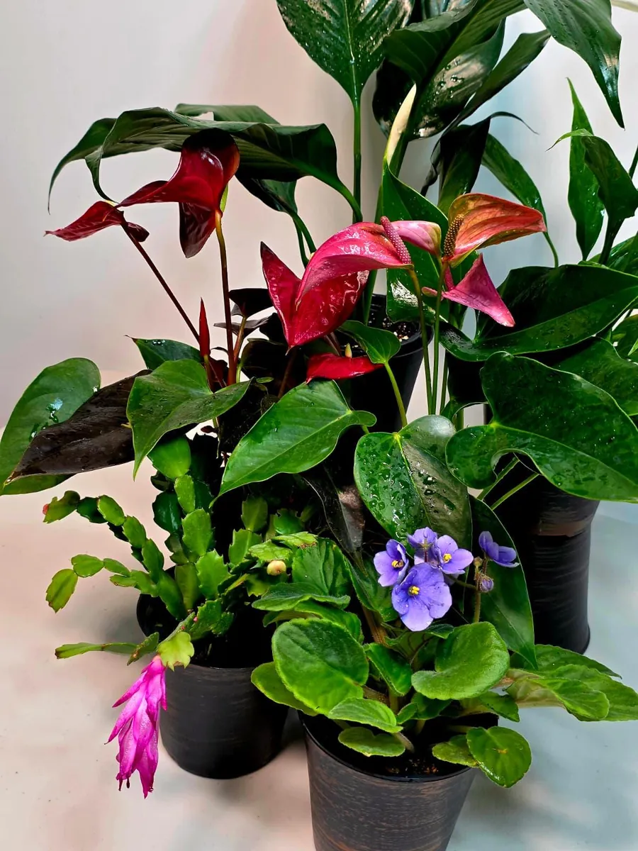 Assorted Indoor Flowering Plant Collection - Set of 4 Live Plants in 4 inch Pots - Image 3