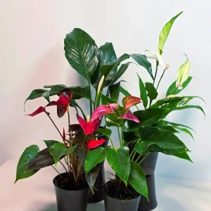 Assorted Indoor Flowering Plant Collection - Set of 4 Live Plants in 4 inch Pots - Home Decor & Gift Houseplant - Image 4