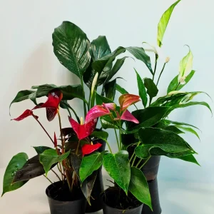 Assorted Indoor Flowering Plant Collection - Set of 4 Live Plants in 4 inch Pots - Home Decor & Gift Houseplant - Image 5
