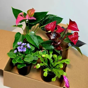 Assorted Indoor Flowering Plant Set - 4 Live Plants in 4 inch Pot - Home Decor Gift - Image 1