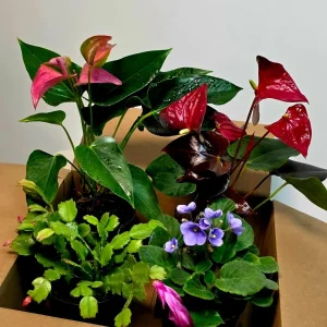 Assorted Indoor Flowering Plant Set - 4 Live Plants in 4 inch Pot - Home Decor Gift - Image 2