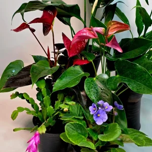 Assorted Indoor Flowering Plant Set - 4 Live Plants in 4 inch Pot - Home Decor Gift - Image 3