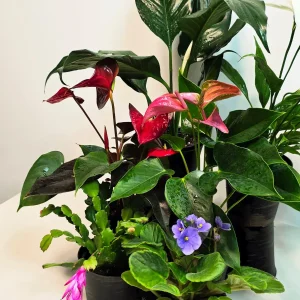 Assorted Indoor Flowering Plant Set - 4 Live Plants in 4-inch Pots - Gift Houseplant Collection - Image 5
