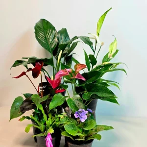 Assorted Indoor Flowering Plant Set - 4 Live Plants in 4-inch Pots - Gift Houseplant Collection - Image 8