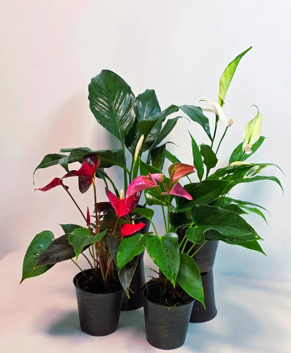 Assorted Indoor Flowering Plants – Set of 4 Live Plants – 4 inch Pot – Anthurium, African Violet, Holiday Cactus, Peace Lily - Image 2