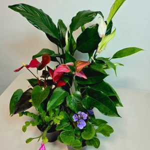 Assorted Indoor Flowering Plants – Set of 4 Live Plants – 4 inch Pot – Anthurium, African Violet, Holiday Cactus, Peace Lily - Image 3