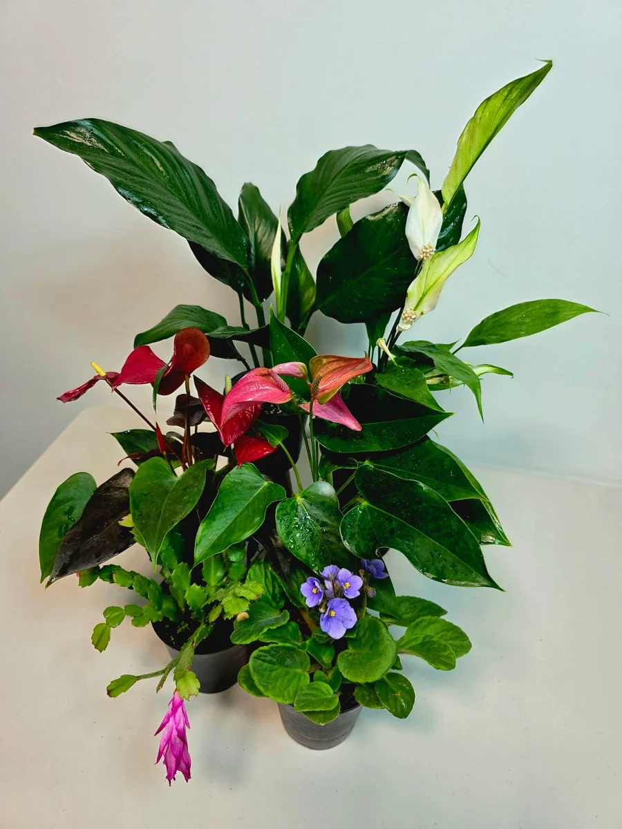 Assorted Indoor Flowering Plants – Set of 4 Live Plants – 4 inch Pot – Anthurium, African Violet, Holiday Cactus, Peace Lily - Image 3