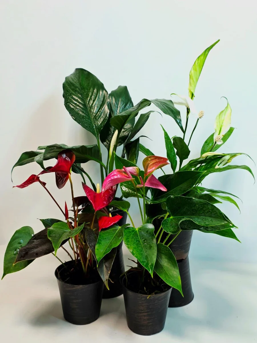 Assorted Indoor Flowering Plants – Set of 4 Live Plants – 4 inch Pot – Anthurium, African Violet, Holiday Cactus, Peace Lily - Image 4