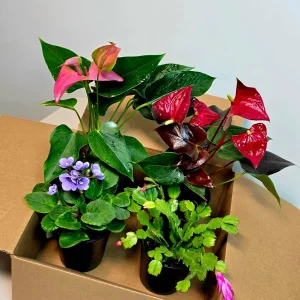 Assorted Indoor Flowering Plants – Set of 4 Live Plants – 4 inch Pot – Anthurium, African Violet, Holiday Cactus, Peace Lily - Image 6