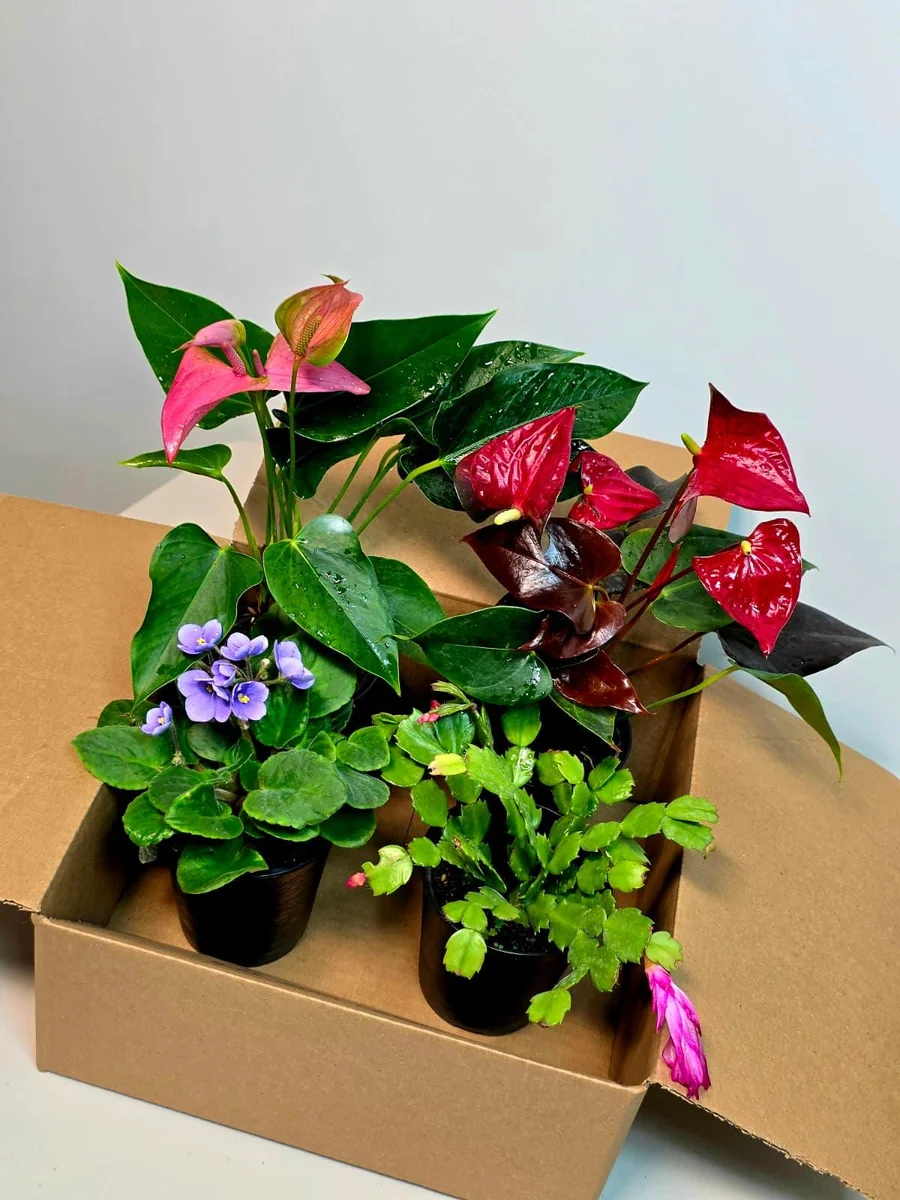 Assorted Indoor Flowering Plants – Set of 4 Live Plants – 4 inch Pot – Anthurium, African Violet, Holiday Cactus, Peace Lily - Image 6