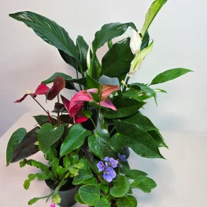 Assorted Indoor Flowering Plants – Set of 4 Live Plants – 4 inch Pot – Anthurium, African Violet, Holiday Cactus, Peace Lily - Image 7