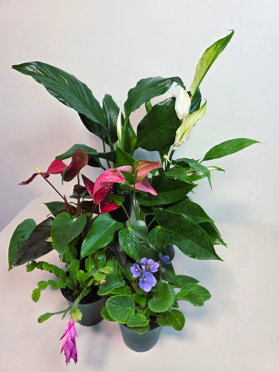 Assorted Indoor Flowering Plants – Set of 4 Live Plants – 4 inch Pot – Anthurium, African Violet, Holiday Cactus, Peace Lily - Image 7