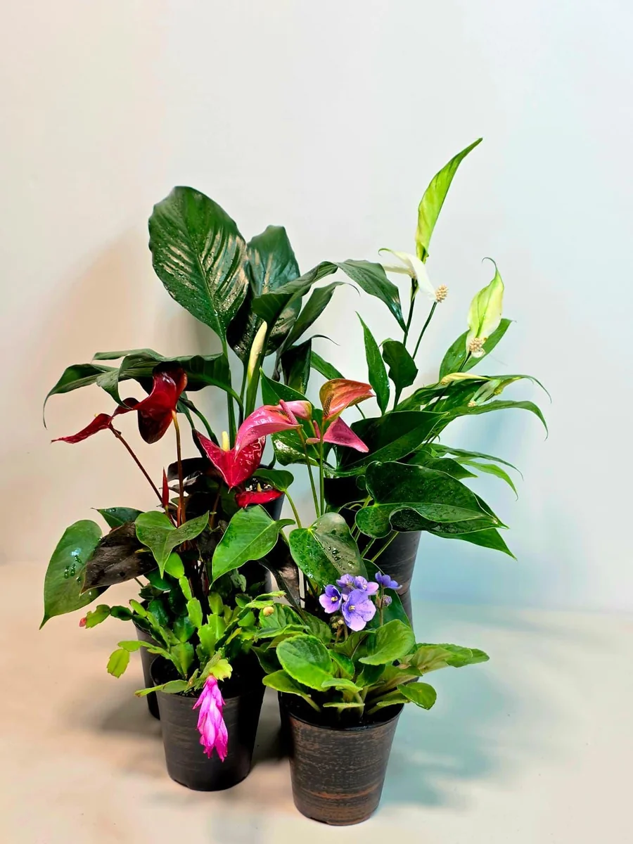 Assorted Indoor Flowering Plants – Set of 4 Live Plants – 4 inch Pot – Anthurium, African Violet, Holiday Cactus, Peace Lily - Image 8