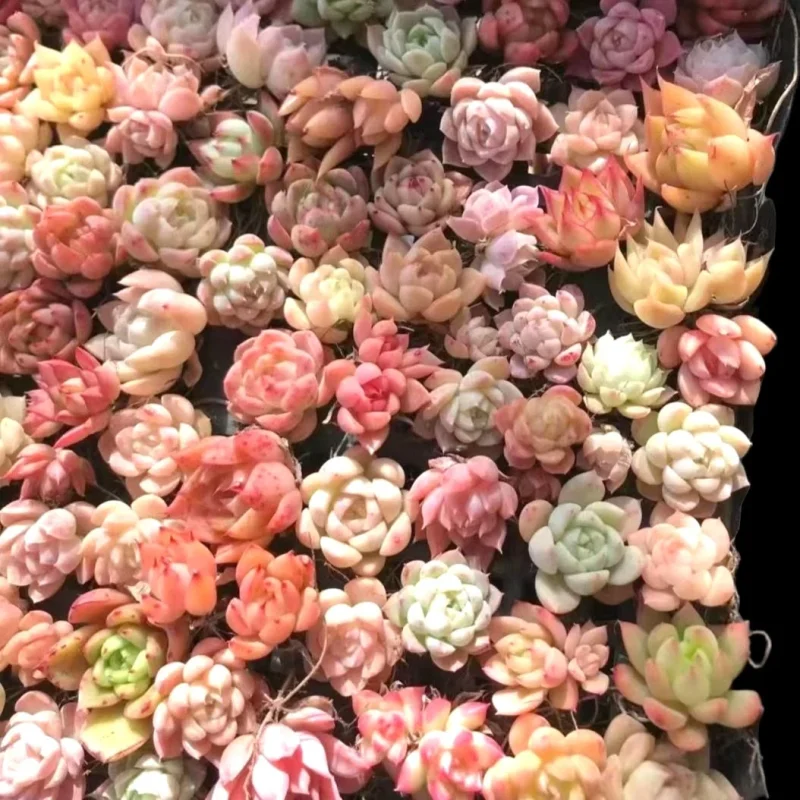 Spring Mini Plant Assorted Mini Succulent Set - Drought Tolerant Live Plants