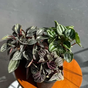 Assorted Peperomia Live Plant 3-Pack – 4 inch Pot – Easy Care Indoor Houseplants - Image 2