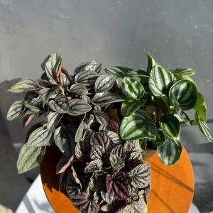 Assorted Peperomia Live Plant 3-Pack – 4 inch Pot – Easy Care Indoor Houseplants - Image 4