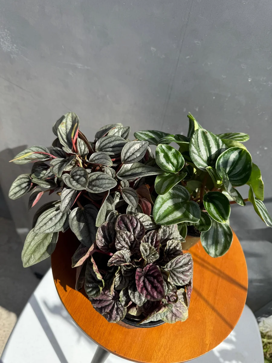 Assorted Peperomia Live Plant 3-Pack – 4 inch Pot – Easy Care Indoor Houseplants - Image 4