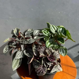 Assorted Peperomia Live Plant 3-Pack – 4 inch Pot – Easy Care Indoor Houseplants - Image 5