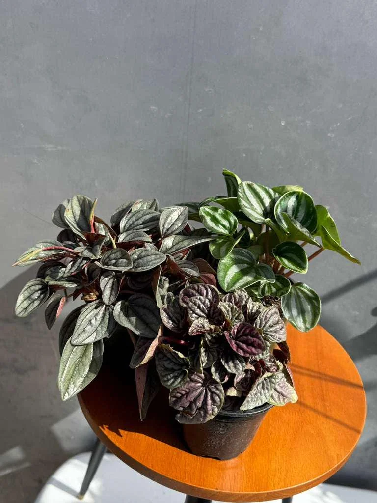 Assorted Peperomia Live Plant 3-Pack – 4 inch Pot – Easy Care Indoor Houseplants - Image 5