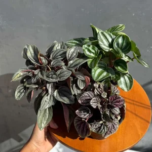 Assorted Peperomia Live Plant 3-Pack – 4 inch Pot – Easy Care Indoor Houseplants - Image 6