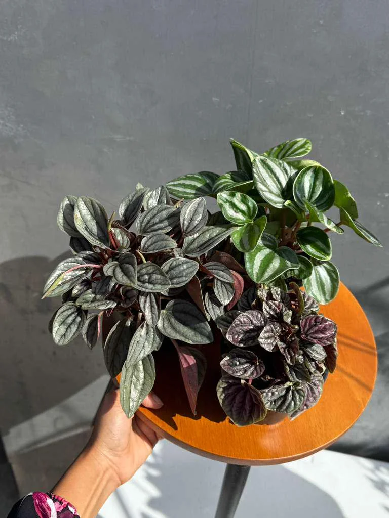 Assorted Peperomia Live Plant 3-Pack – 4 inch Pot – Easy Care Indoor Houseplants - Image 7