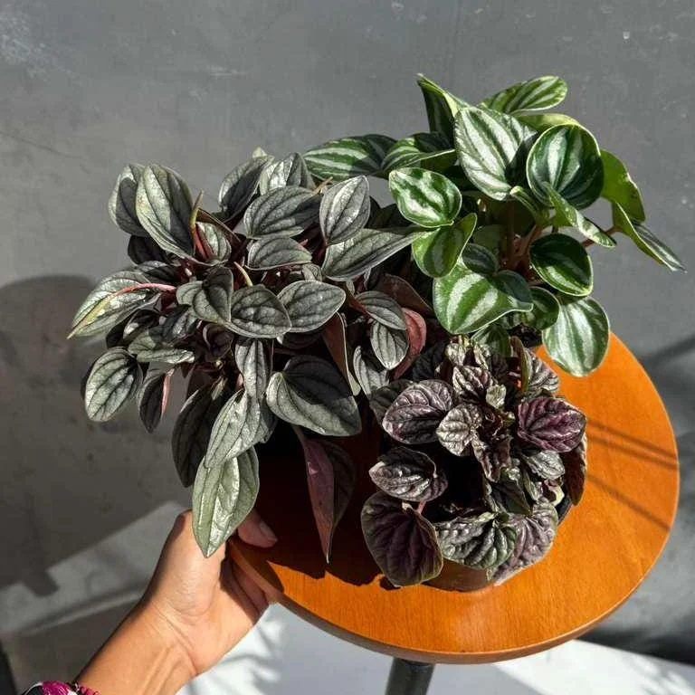 Assorted Peperomia Live Plant 3-Pack – 4 inch Pot – Easy Care Indoor Houseplants - Image 1