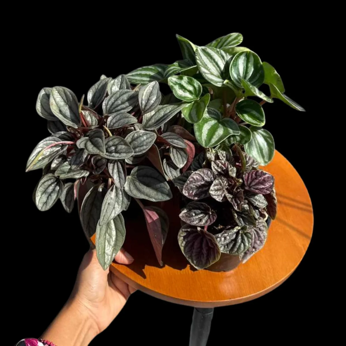 Assorted Peperomia Live Plant Set – 3 Plants in 4 inch Pots – Easy Care Indoor Houseplants - Image 2