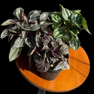 Assorted Peperomia Live Plant Set – 3 Plants in 4 inch Pots – Easy Care Indoor Houseplants - Image 4