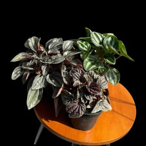 Assorted Peperomia Live Plant Set – 3 Plants in 4 inch Pots – Easy Care Indoor Houseplants - Image 5