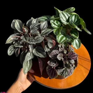 Assorted Peperomia Live Plant Set – 3 Plants in 4 inch Pots – Easy Care Indoor Houseplants - Image 6