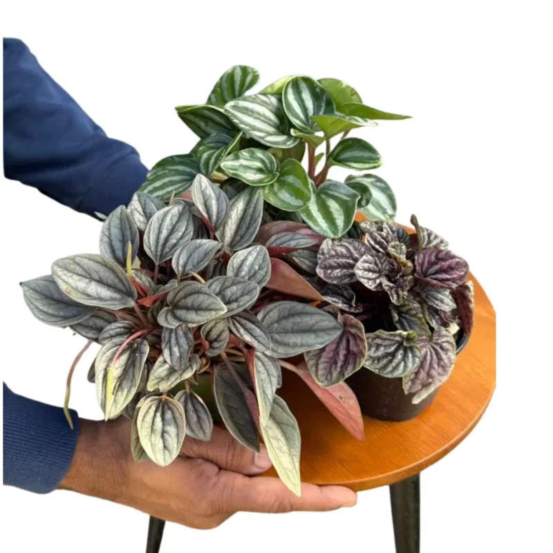 Peperomia Assortment - 3 Pack in 4" Pots