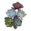 Assorted Succulent Cuttings Live Plant Set - Drought Tolerant Varieties - Image 1