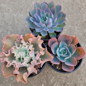 Assorted Succulent Live Plant Set - 6 inch Pot Varieties - Indoor/Outdoor - Image 3