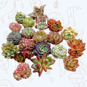 Assorted Succulent Live Plant Set - Drought-Tolerant Collection - Image 2